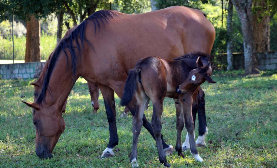 Regimento de Polícia Montada (RPMon) inicia treinamento de nove potros nascidos na unidade