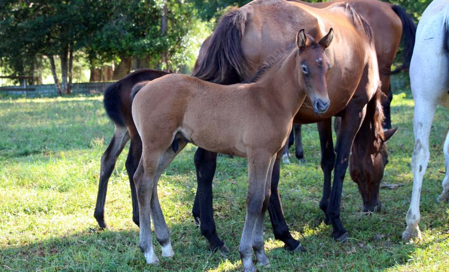 Regimento de Polícia Montada (RPMon) inicia treinamento de nove potros nascidos na unidade