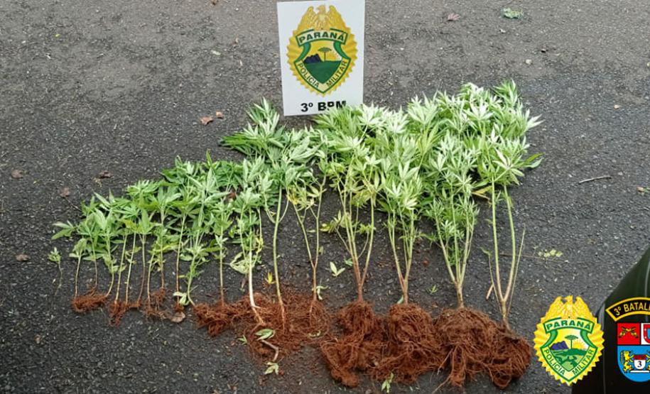 No Sudoeste do estado, PM apreende 19 pés de maconha e uma arma de fogo em situações distintas