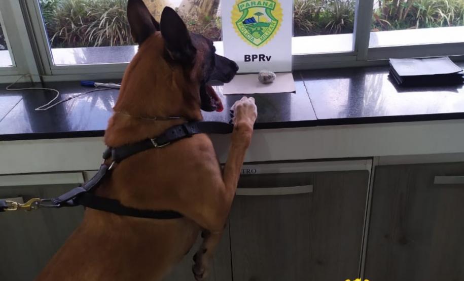Cão de Faro do BPRv localiza maconha em Pontal do Paraná durante a Operação Vida