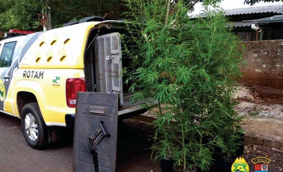 PM desmantela ponto de plantação de maconha e encaminha homem em Campo Mourão (PR), no Noroeste do estado