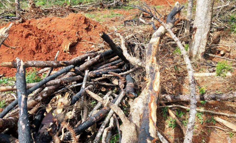 Em Imbituva (PR), Batalhão Ambiental autua suspeito de destruir vegetação nativa em mais de R$ 120 mil
