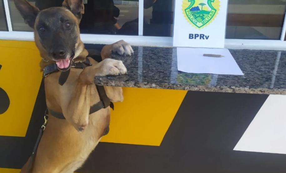 Operação Vida: Militares estaduais com auxílio de cão policial apreendem maconha e encaminham três pessoas, em ocorrências distintas, no Litoral do Paraná