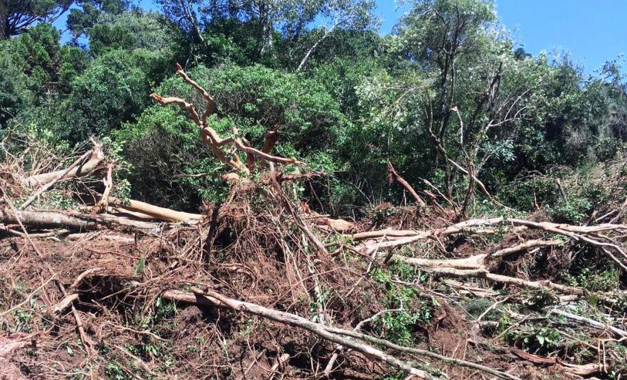 Trio é autuado em quase R$ 100 mil por destruição de vegetação nativa em Guarapuava (PR)