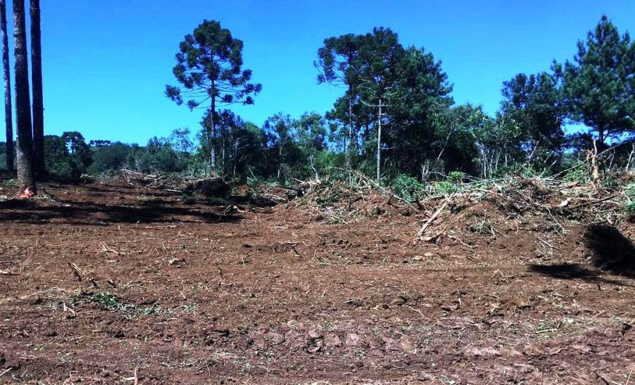 Trio é autuado em quase R$ 100 mil por destruição de vegetação nativa em Guarapuava (PR)