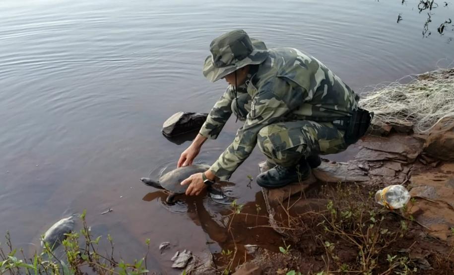 Trio é autuado em quase R$ 100 mil por destruição de vegetação nativa em Guarapuava (PR)
