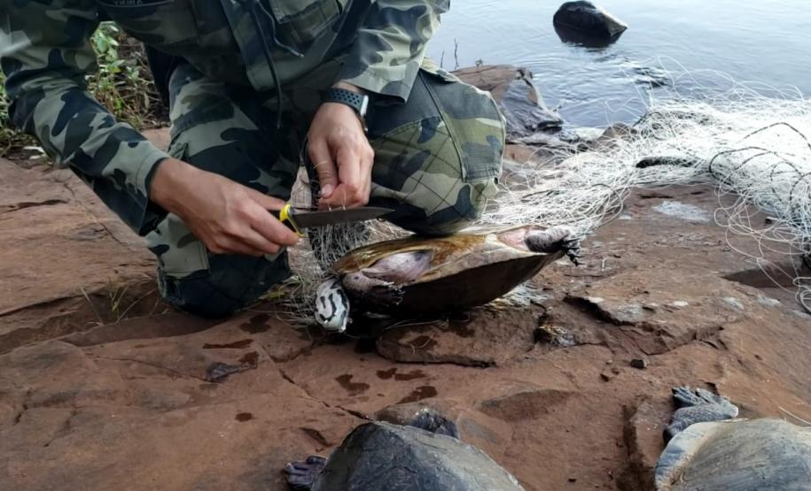 Trio é autuado em quase R$ 100 mil por destruição de vegetação nativa em Guarapuava (PR)