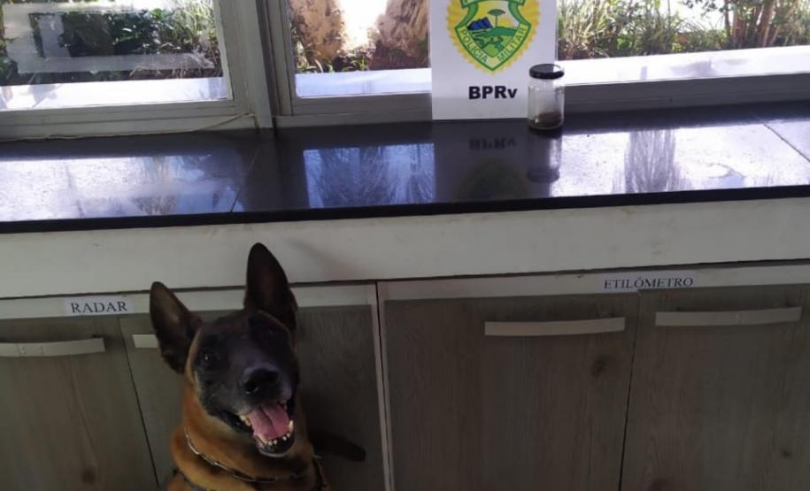 Cães do BPRv protagonizam apreensões de drogas no litoral durante Verão Consciente