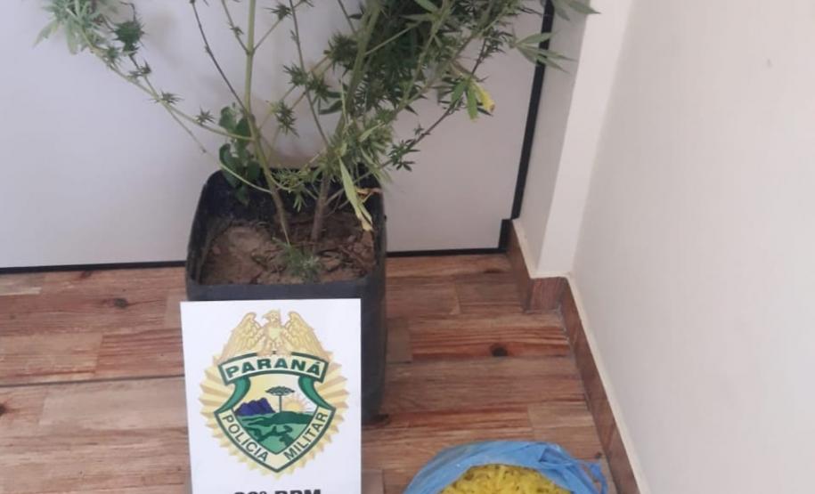 PM e PC desencadeiam Operação Hermanos e apreendem mais de 160 quilos de maconha nos Campos Gerais