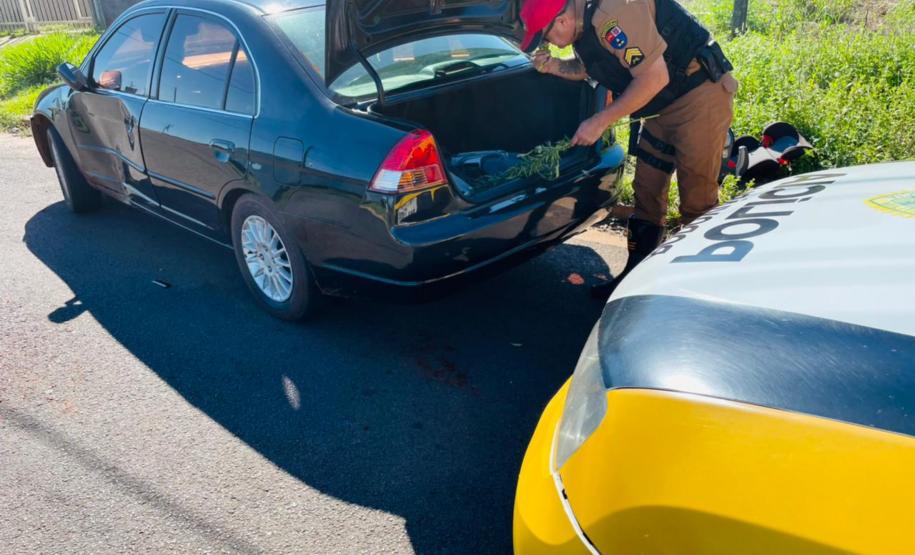 Em situações distintas, BPRv apreende mais de 10 quilos de skunk e um pé de maconha em situações distintas