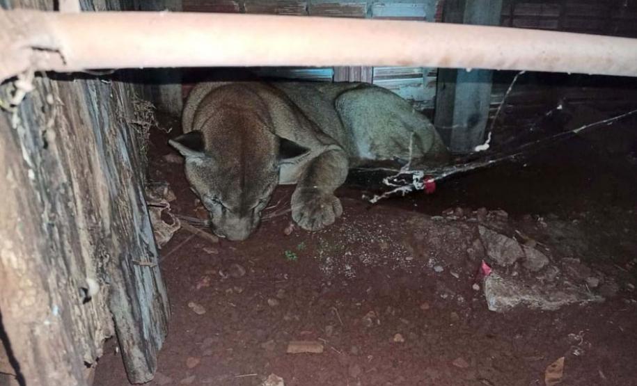 ​Polícia Ambiental reforça ações e atende 15 mil ocorrências em 2020