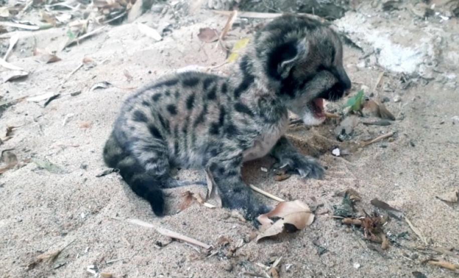 ​Polícia Ambiental reforça ações e atende 15 mil ocorrências em 2020