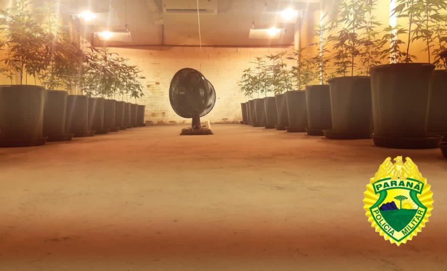 PM apreende 455 pés de maconha e encaminha suspeito, em Almirante Tamandaré (RMC)