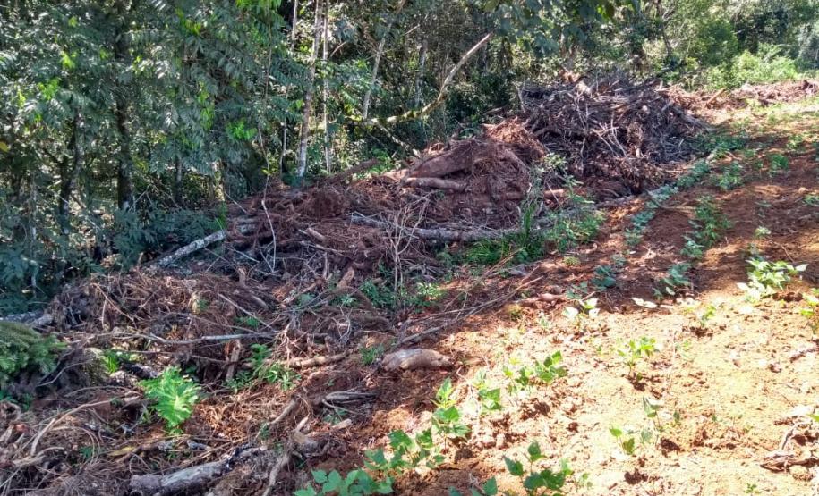 Polícia Ambiental aplica mais de R$ 70 mi em multas após denúncia de desmatamento em Prudentópolis (PR)