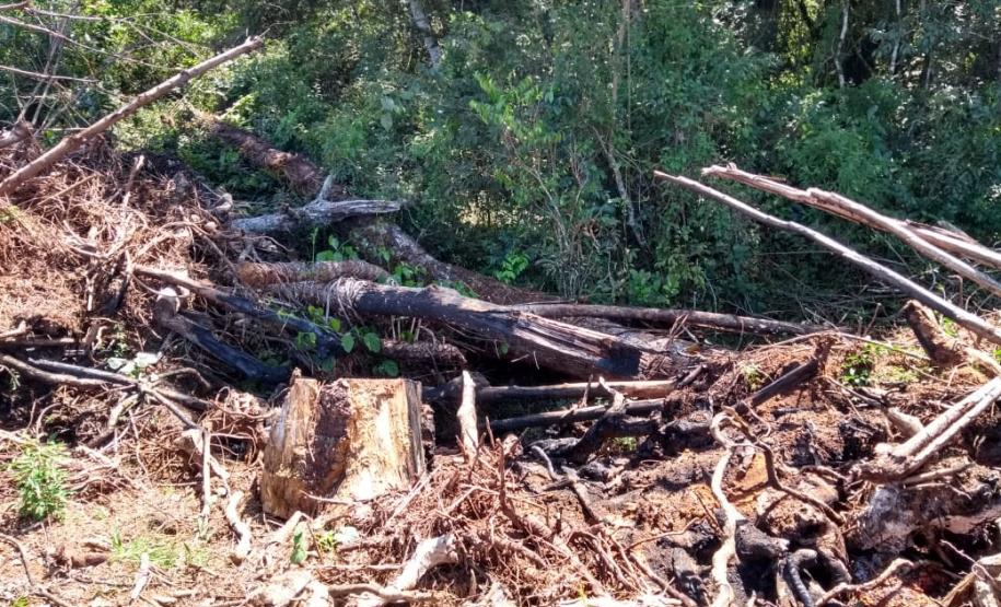 Polícia Ambiental aplica mais de R$ 70 mi em multas após denúncia de desmatamento em Prudentópolis (PR)
