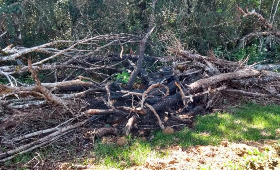 Polícia Ambiental aplica mais de R$ 70 mi em multas após denúncia de desmatamento em Prudentópolis (PR)