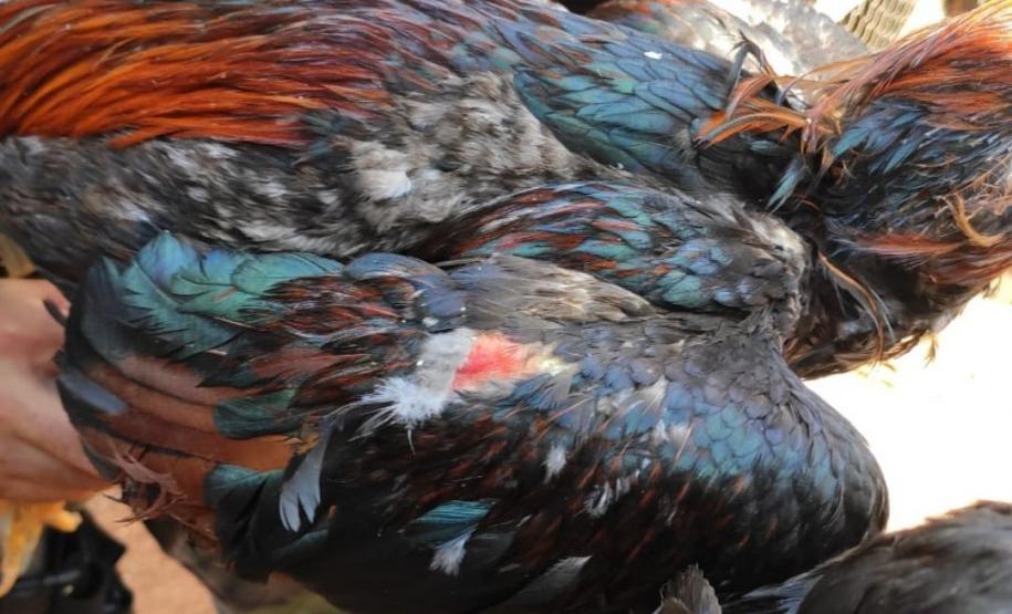 Batalhão Ambiental cumpre Mandado Judicial, apreende 91 galos de rinha e aplica mais de R$ 500 mil em multa