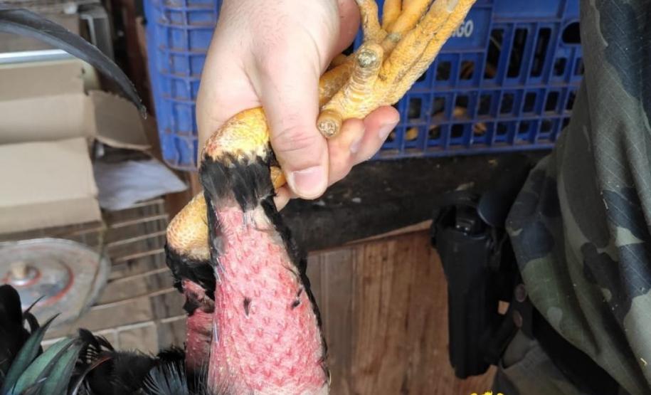 Batalhão Ambiental cumpre Mandado Judicial, apreende 91 galos de rinha e aplica mais de R$ 500 mil em multa