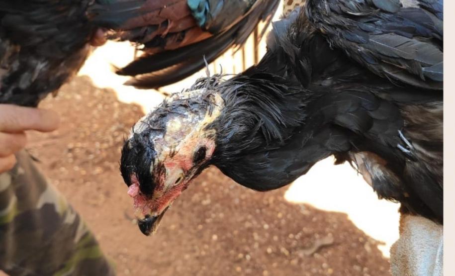 Batalhão Ambiental cumpre Mandado Judicial, apreende 91 galos de rinha e aplica mais de R$ 500 mil em multa