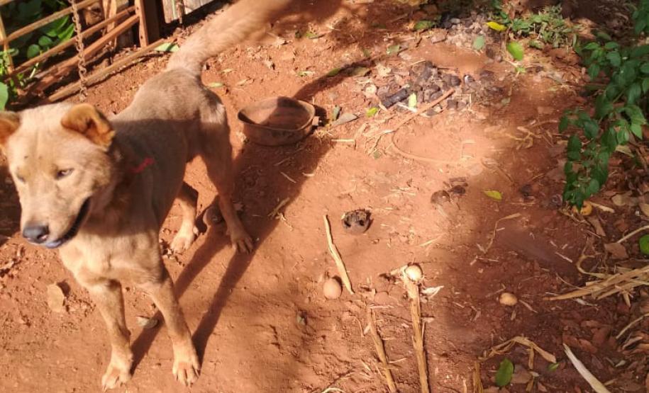 Policiais militares resgatam oito cães que estavam em situação de maus tratos e encaminham mulher em São João (PR)