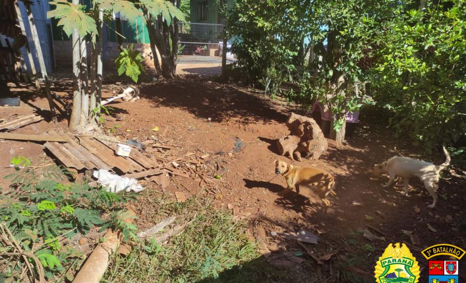 Denúncia anônima leva PM a resgatar três cães em situação de maus tratos em Itapejara D’Oeste, no Sudoeste do estado