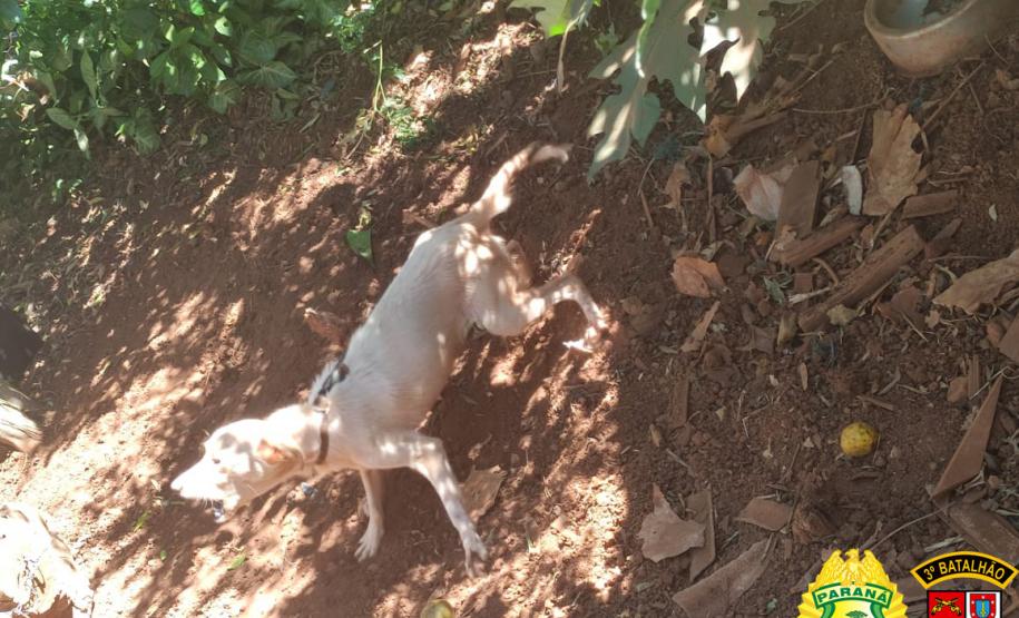 Denúncia anônima leva PM a resgatar três cães em situação de maus tratos em Itapejara D’Oeste, no Sudoeste do estado