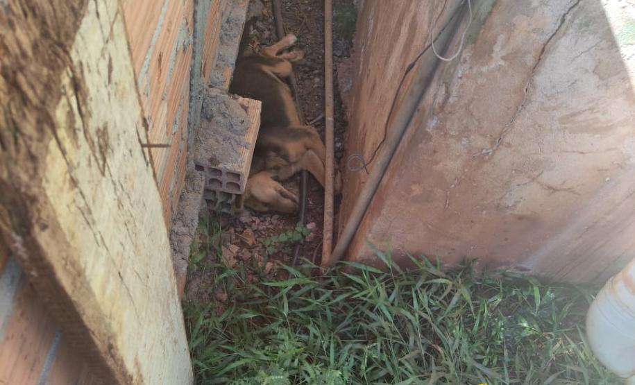 Denúncia anônima leva PM a resgatar três cães em situação de maus tratos em Itapejara D’Oeste, no Sudoeste do estado