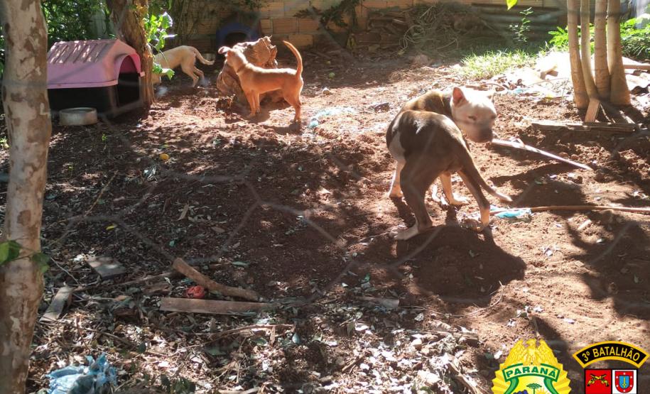 Denúncia anônima leva PM a resgatar três cães em situação de maus tratos em Itapejara D’Oeste, no Sudoeste do estado