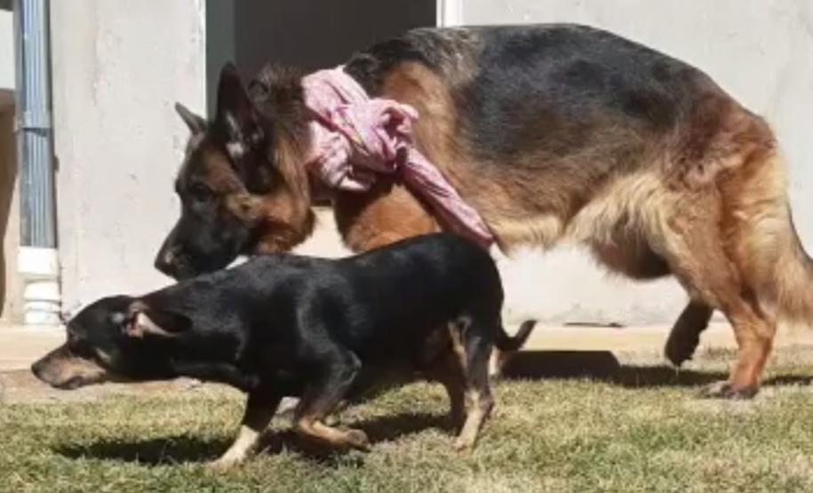 PM de Pato Branco resgata dois cães que se encontravam em situação de abandono