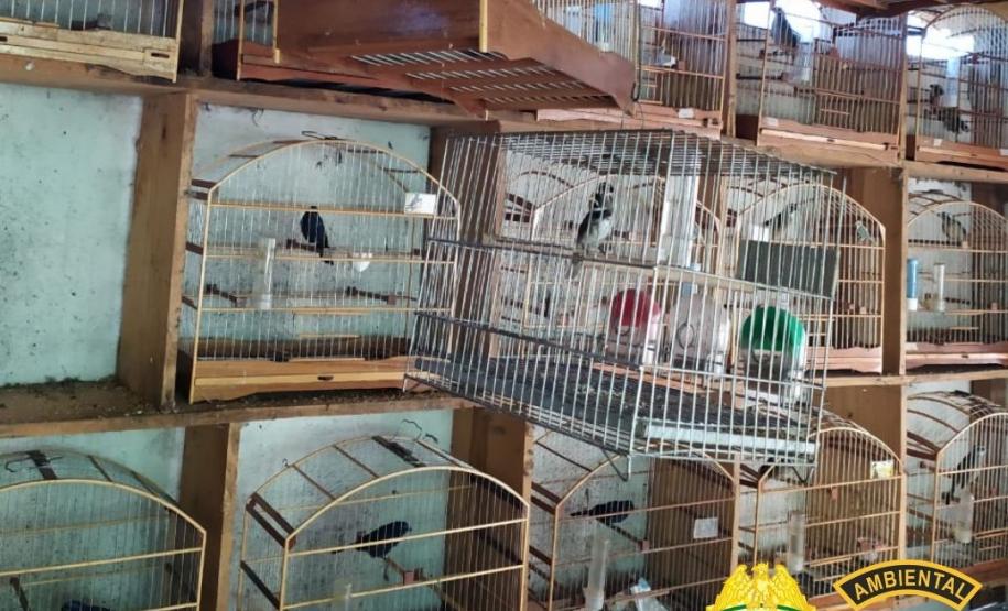 Batalhão Ambiental resgata 116 pássaros silvestres em situação ilegal e autua responsável em R$ 58 mil, no município de Pato Branco (PR)