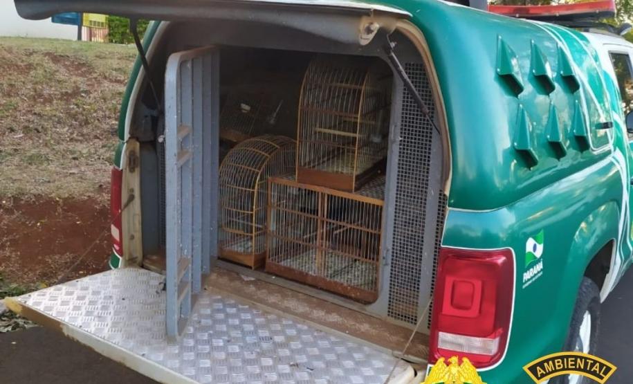 Batalhão Ambiental resgata 116 pássaros silvestres em situação ilegal e autua responsável em R$ 58 mil, no município de Pato Branco (PR)