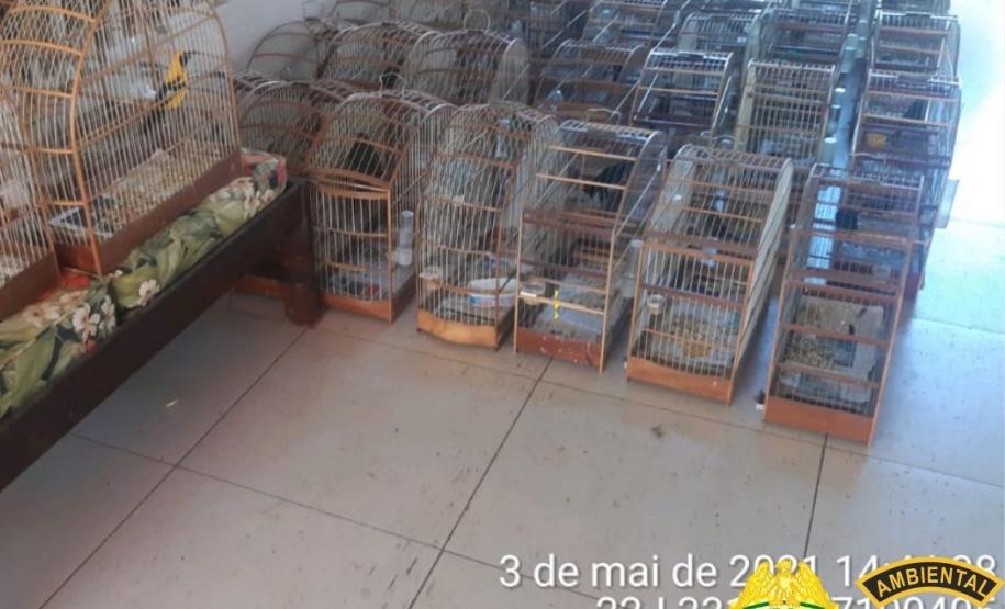 Batalhão Ambiental resgata 116 pássaros silvestres em situação ilegal e autua responsável em R$ 58 mil, no município de Pato Branco (PR)