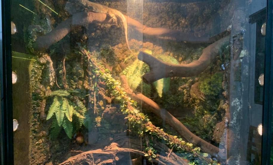 Batalhão ambiental e IAT resgatam animais silvestres de cativeiro ilegal e autuação de R$ 14,7 mil, no Norte do Paraná