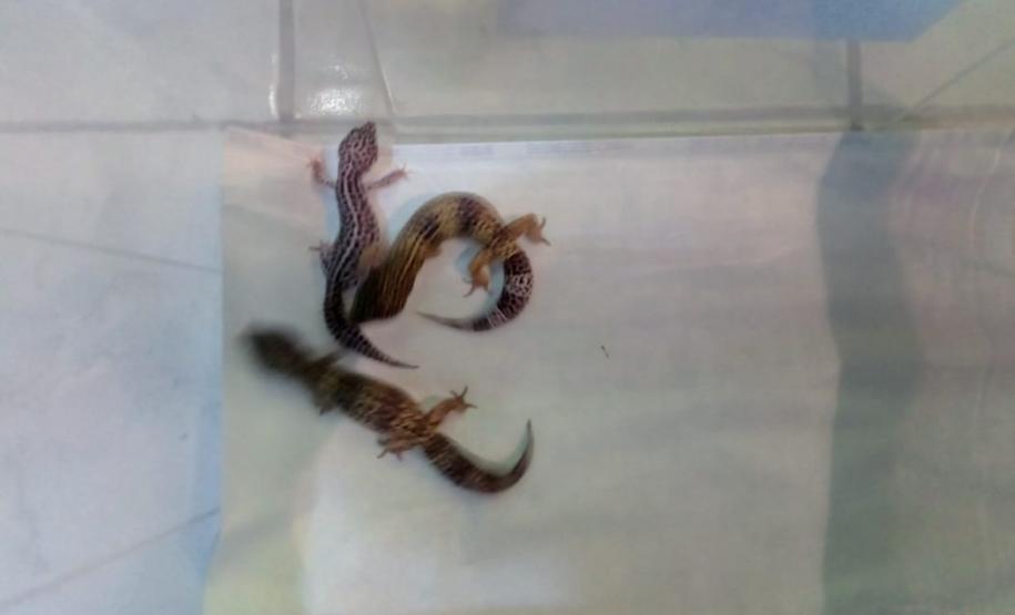 Batalhão ambiental e IAT resgatam animais silvestres de cativeiro ilegal e autuação de R$ 14,7 mil, no Norte do Paraná