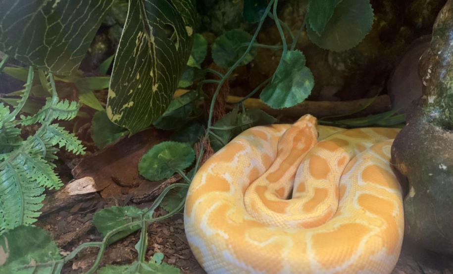 Batalhão ambiental e IAT resgatam animais silvestres de cativeiro ilegal e autuação de R$ 14,7 mil, no Norte do Paraná