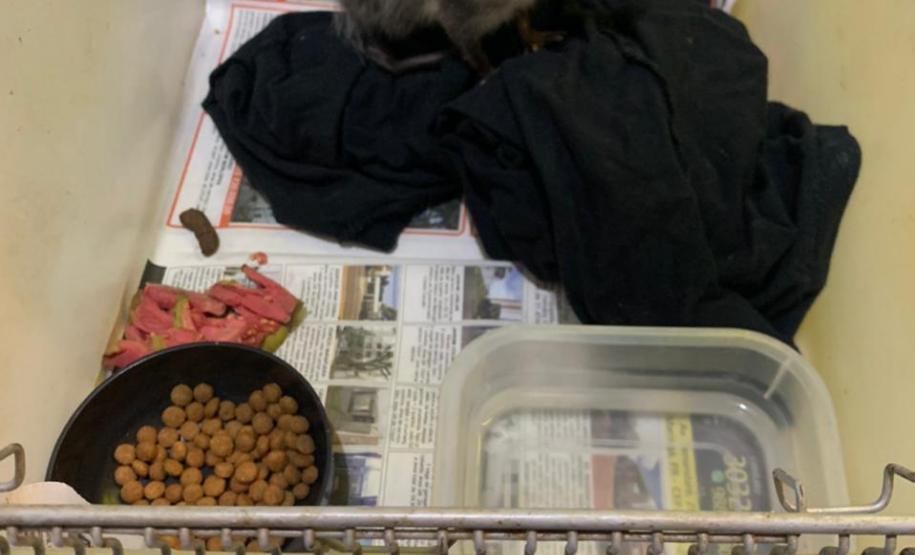 Batalhão ambiental e IAT resgatam animais silvestres de cativeiro ilegal e autuação de R$ 14,7 mil, no Norte do Paraná