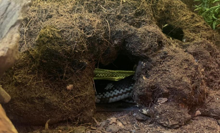 Batalhão ambiental e IAT resgatam animais silvestres de cativeiro ilegal e autuação de R$ 14,7 mil, no Norte do Paraná