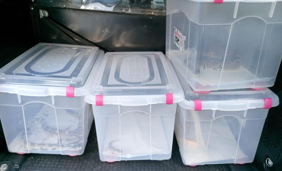 Batalhão ambiental e IAT resgatam animais silvestres de cativeiro ilegal e autuação de R$ 14,7 mil, no Norte do Paraná