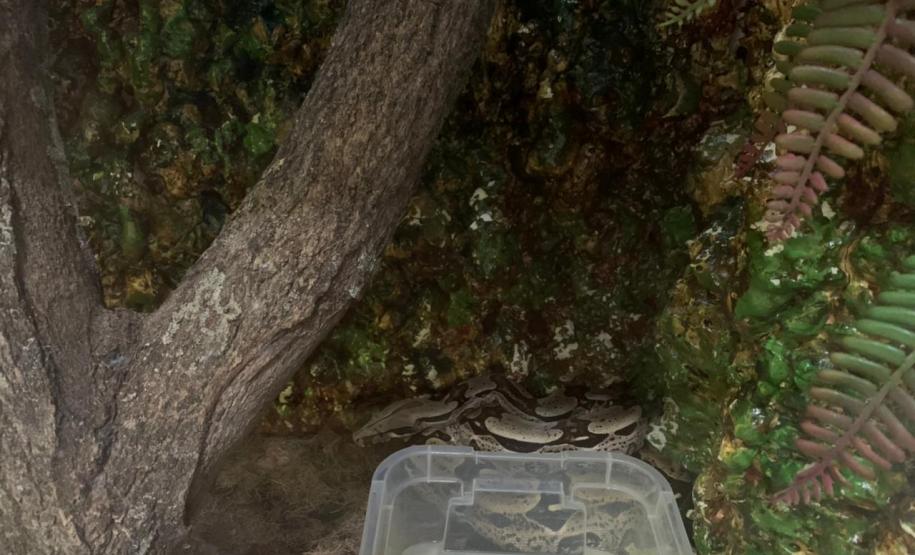 Batalhão ambiental e IAT resgatam animais silvestres de cativeiro ilegal e autuação de R$ 14,7 mil, no Norte do Paraná