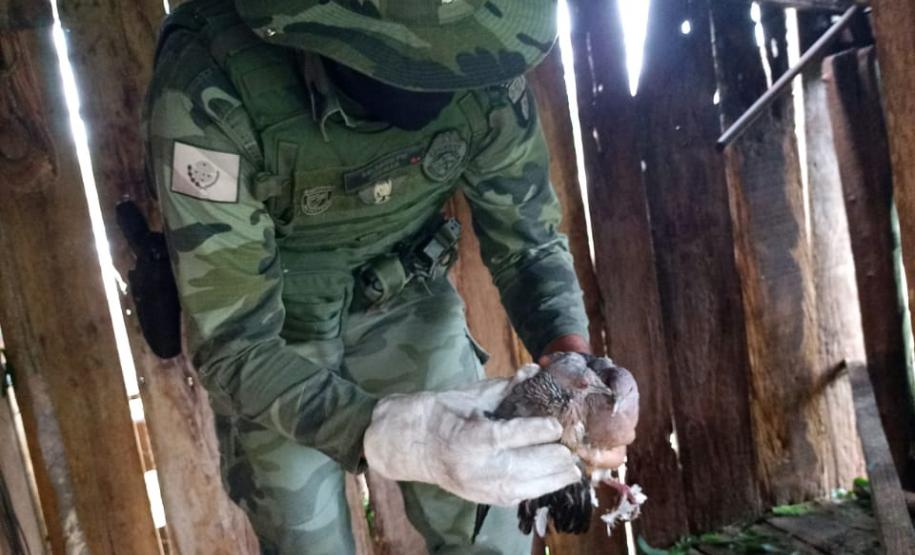 Polícia Ambiental e IAT encaminham aves feridas por chuva de granizo em Santa Mônica, no Noroeste do estado