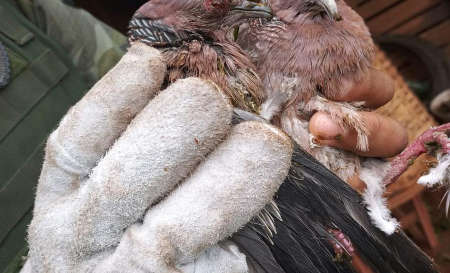Polícia Ambiental e IAT encaminham aves feridas por chuva de granizo em Santa Mônica, no Noroeste do estado