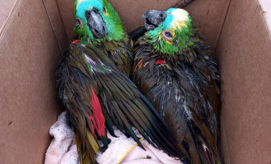 Polícia Ambiental e IAT encaminham aves feridas por chuva de granizo em Santa Mônica, no Noroeste do estado