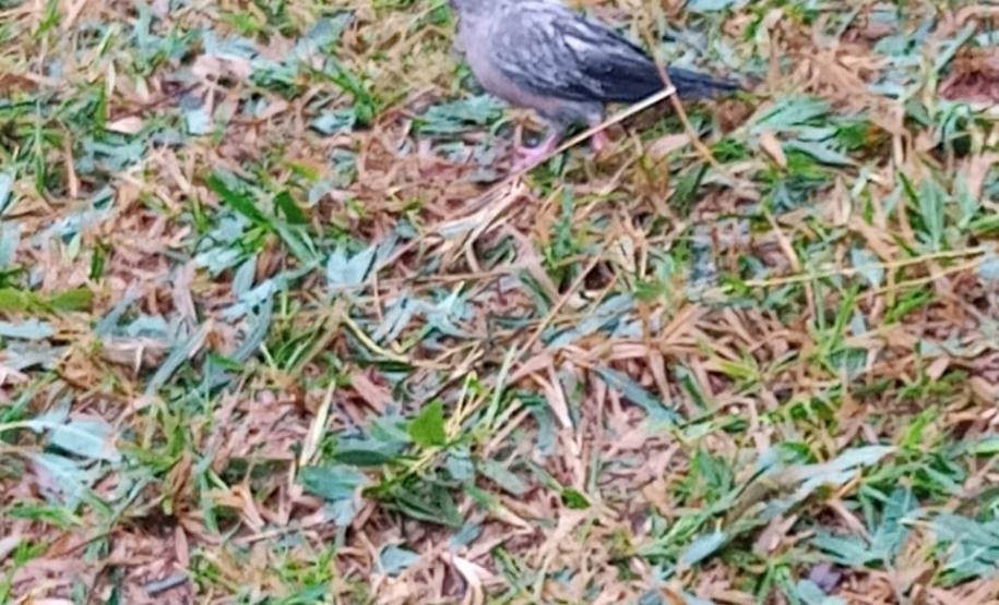 Polícia Ambiental e IAT encaminham aves feridas por chuva de granizo em Santa Mônica, no Noroeste do estado