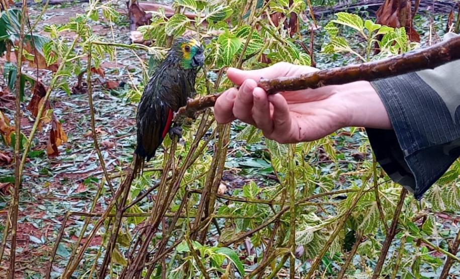 Polícia Ambiental e IAT encaminham aves feridas por chuva de granizo em Santa Mônica, no Noroeste do estado