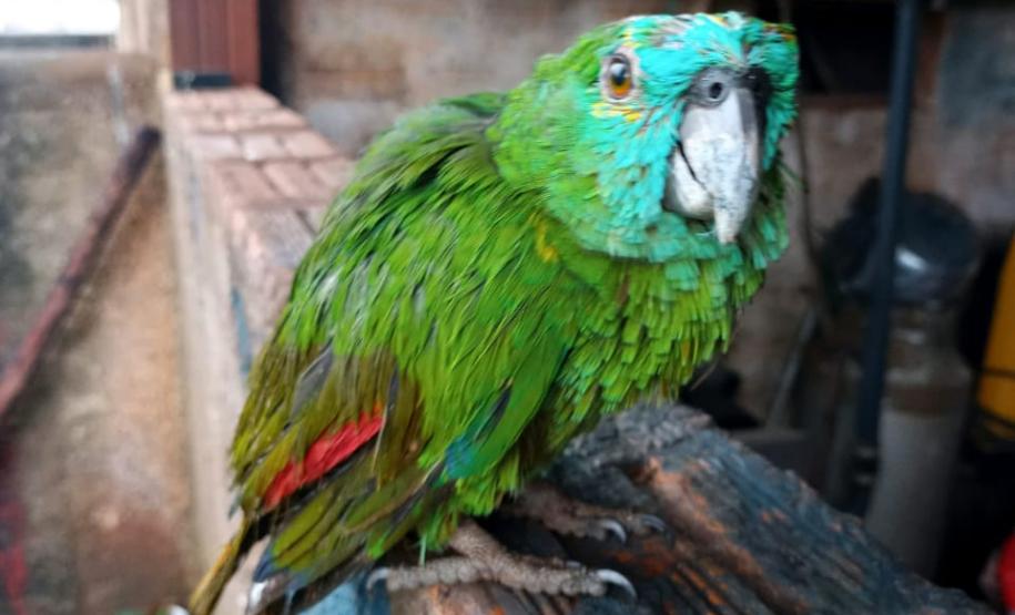 Polícia Ambiental e IAT encaminham aves feridas por chuva de granizo em Santa Mônica, no Noroeste do estado