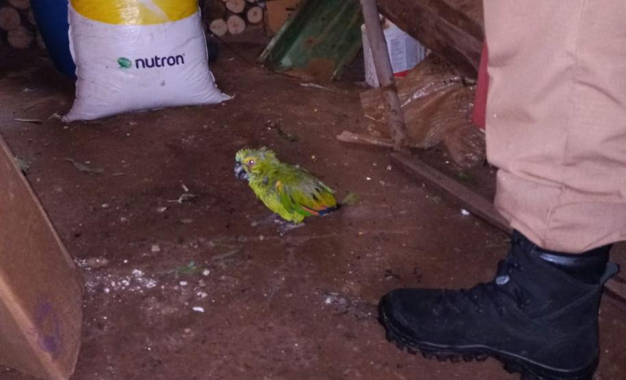 Polícia Ambiental e IAT encaminham aves feridas por chuva de granizo em Santa Mônica, no Noroeste do estado