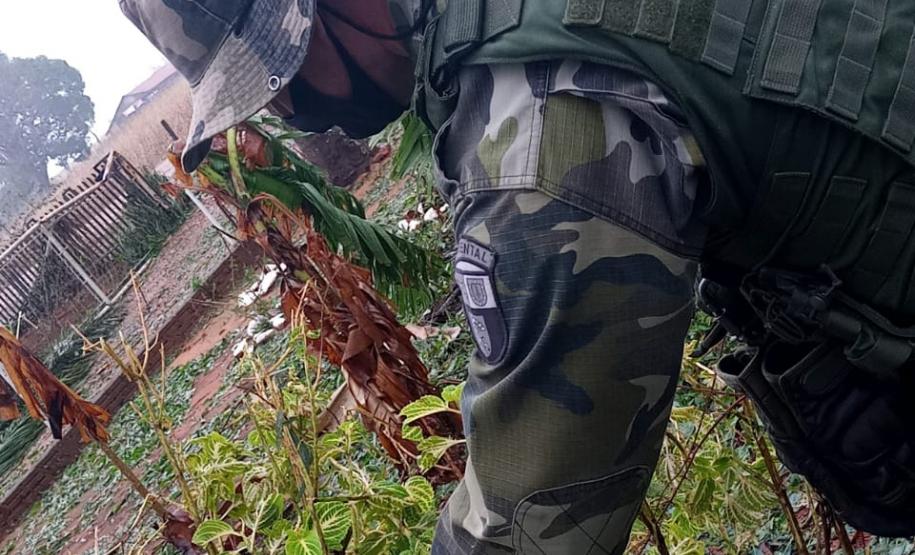 Polícia Ambiental e IAT encaminham aves feridas por chuva de granizo em Santa Mônica, no Noroeste do estado