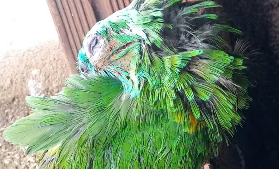 Polícia Ambiental e IAT encaminham aves feridas por chuva de granizo em Santa Mônica, no Noroeste do estado