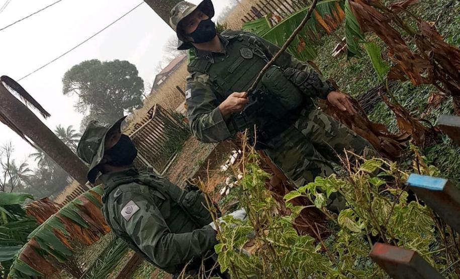 Polícia Ambiental e IAT encaminham aves feridas por chuva de granizo em Santa Mônica, no Noroeste do estado