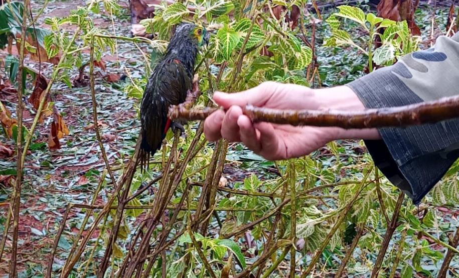 Polícia Ambiental e IAT encaminham aves feridas por chuva de granizo em Santa Mônica, no Noroeste do estado